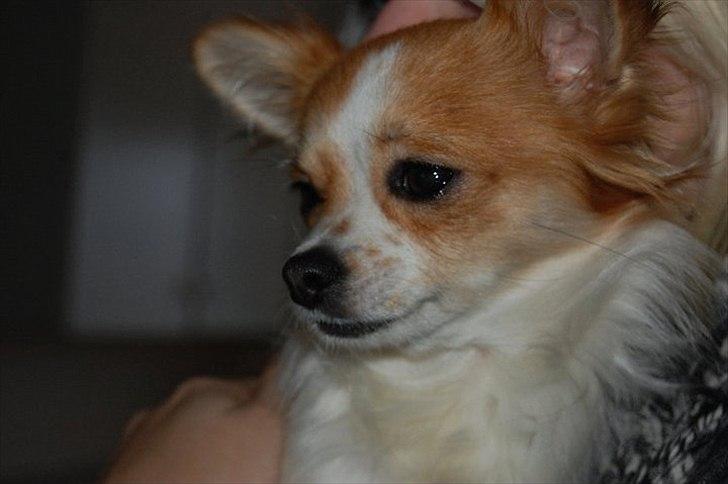 Chihuahua Diva billede 15