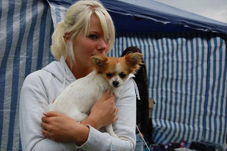 Chihuahua Diva billede 16