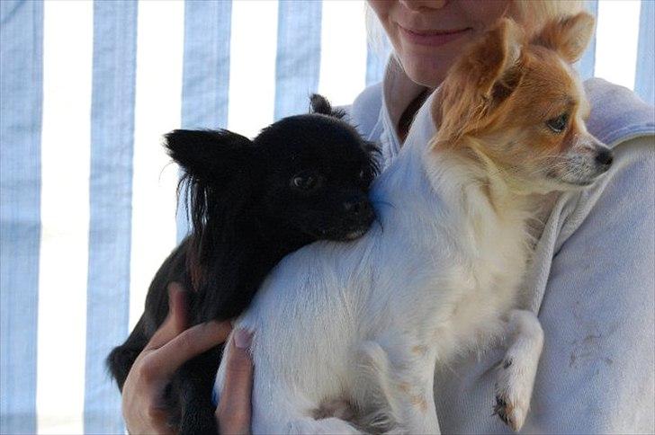 Chihuahua Diva billede 17