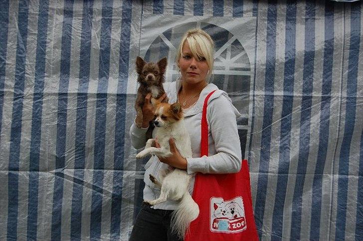 Chihuahua Diva billede 18