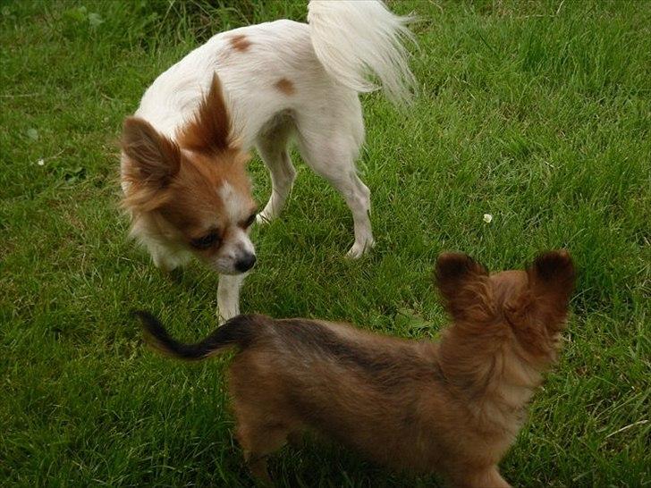 Chihuahua Diva billede 19