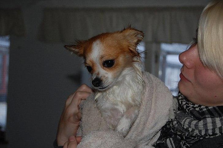 Chihuahua Diva billede 2