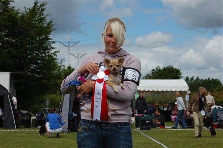 Chihuahua Pixi billede 1