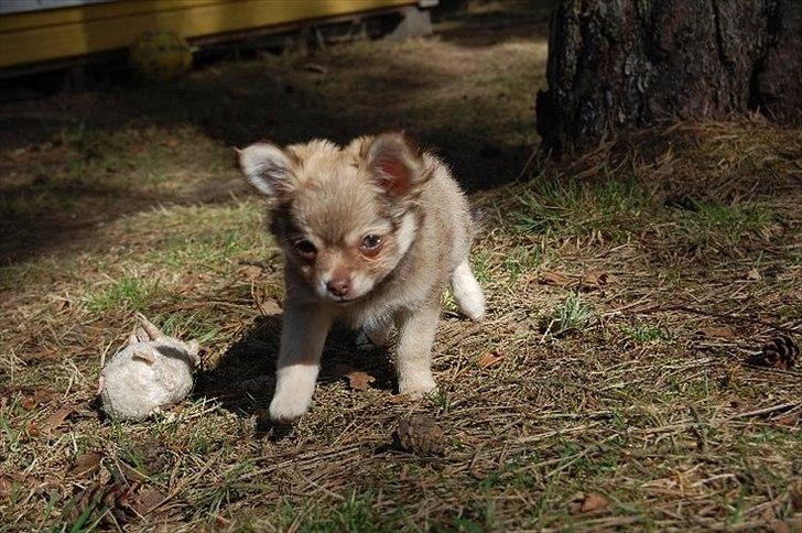 Chihuahua Pixi billede 2