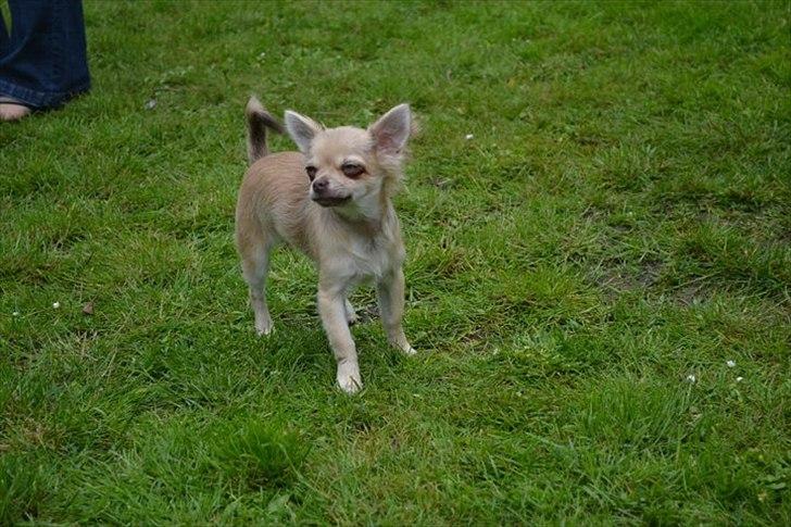 Chihuahua Pixi billede 15