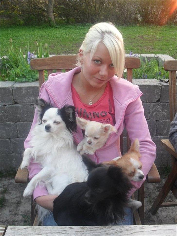 Chihuahua Diva billede 20