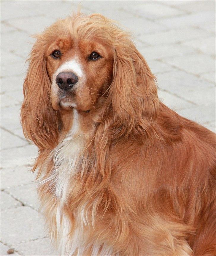 Cocker spaniel » bailey «  billede 2