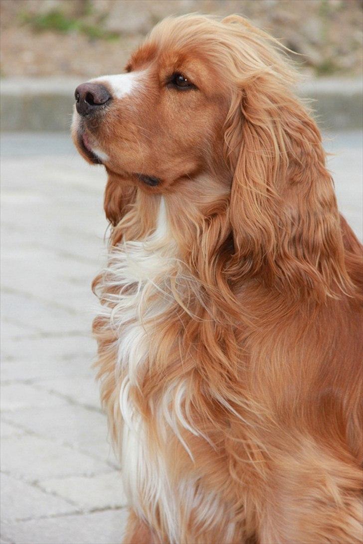 Cocker spaniel » bailey «  billede 3