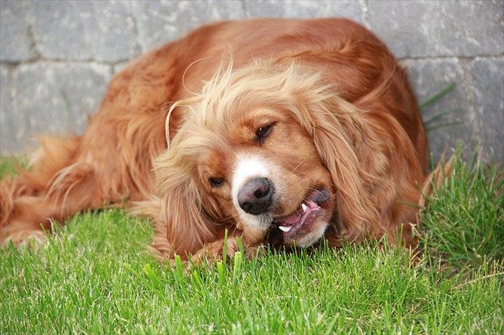 Cocker spaniel » bailey «  billede 4