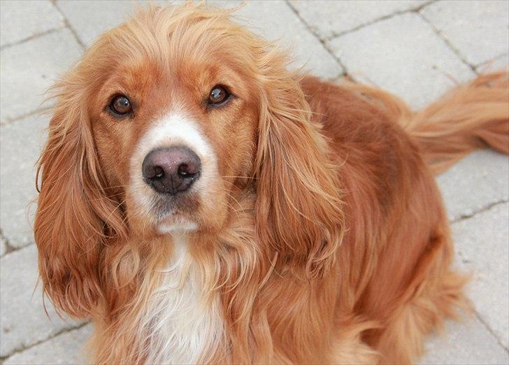 Cocker spaniel » bailey «  billede 5