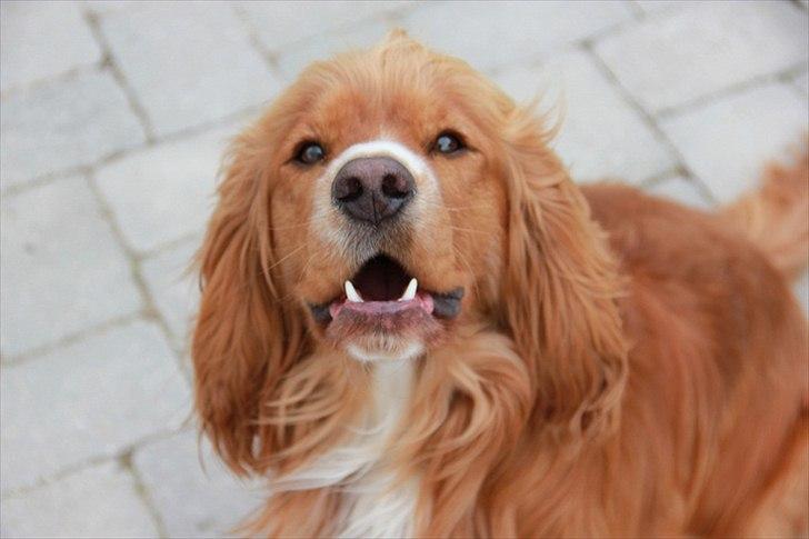 Cocker spaniel » bailey «  billede 6
