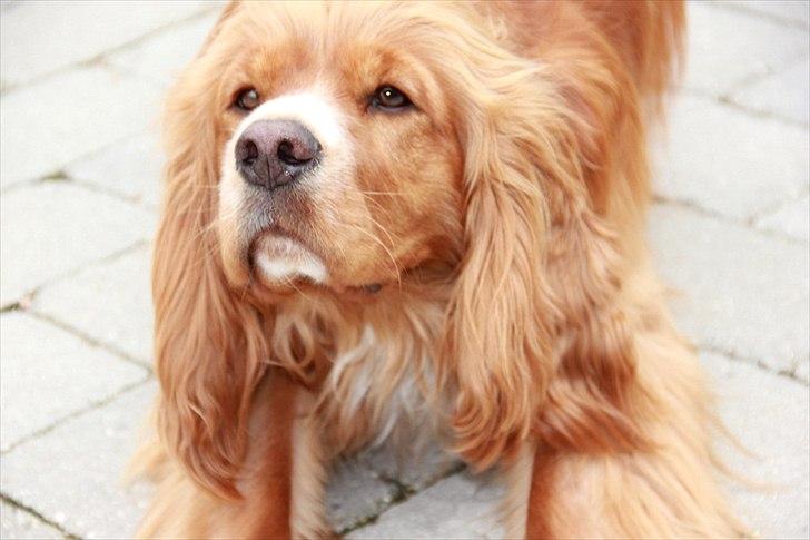 Cocker spaniel » bailey «  billede 7