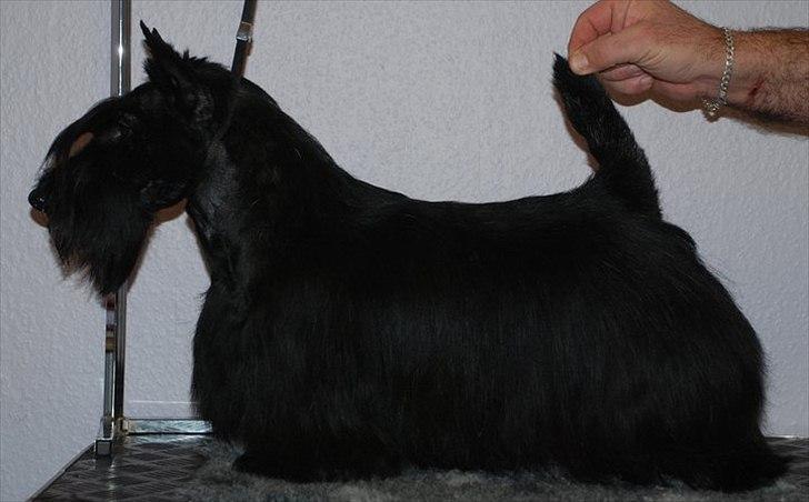 Skotsk terrier Nova (Himmelhund) billede 7