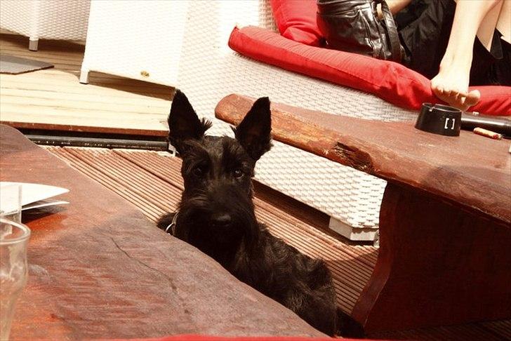 Skotsk terrier Nova (Himmelhund) - Nova på strand lounge bar i Cavalaire sur Mer billede 11