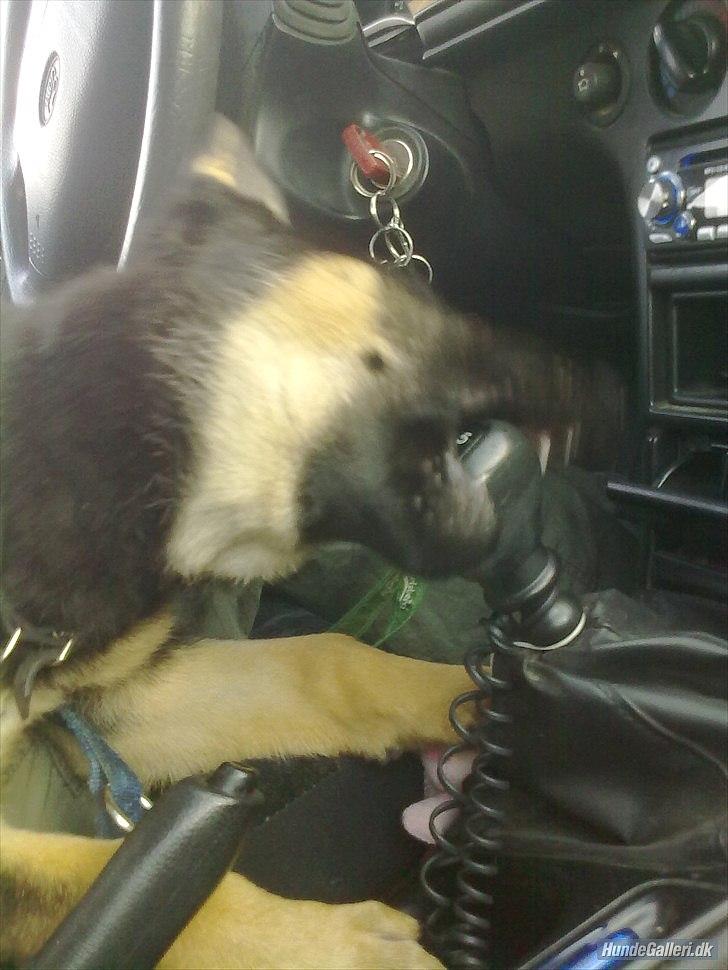 Schæferhund Juice 17/2-2011 - 7/9-2021 - Skifter lige gear for jer! billede 41