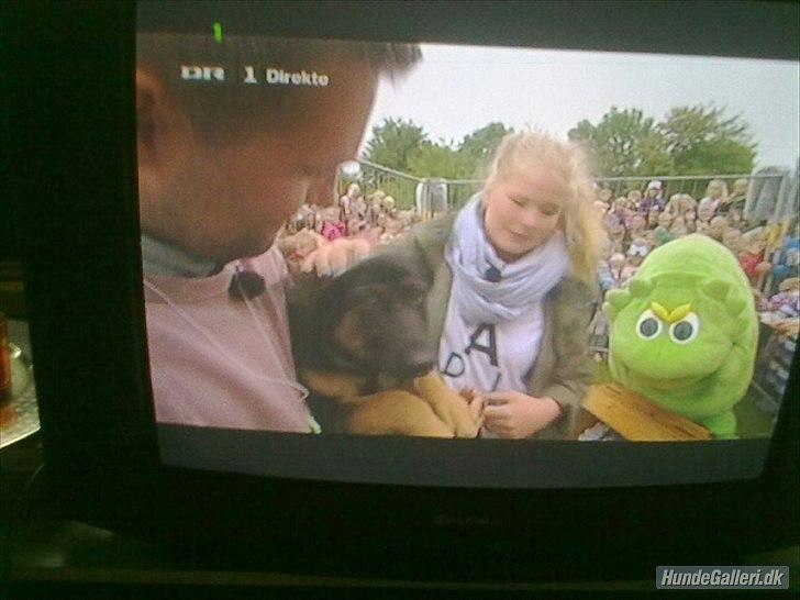 Schæferhund Juice 17/2-2011 - 7/9-2021 - Juice blev tryllet frem i Cirkus Summasumarum på DR 1 billede 40