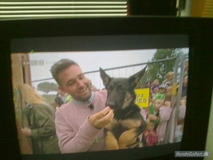 Schæferhund Juice 17/2-2011 - 7/9-2021 - Juice blev tryllet frem i Cirkus Summasumarum på DR 1 billede 39