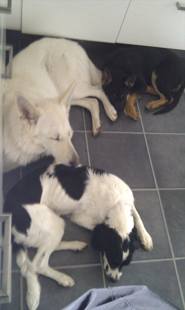 Schæferhund Juice 17/2-2011 - 7/9-2021 - Dejligt at bo med roommates. billede 35