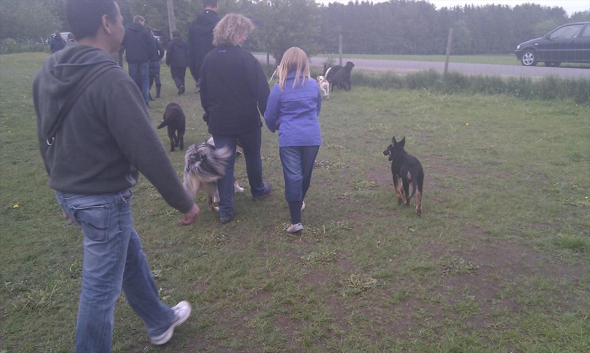 Schæferhund Juice 17/2-2011 - 7/9-2021 - Går til Hundeleg hver onsdag sammen med de andre hunde i hytten. billede 34