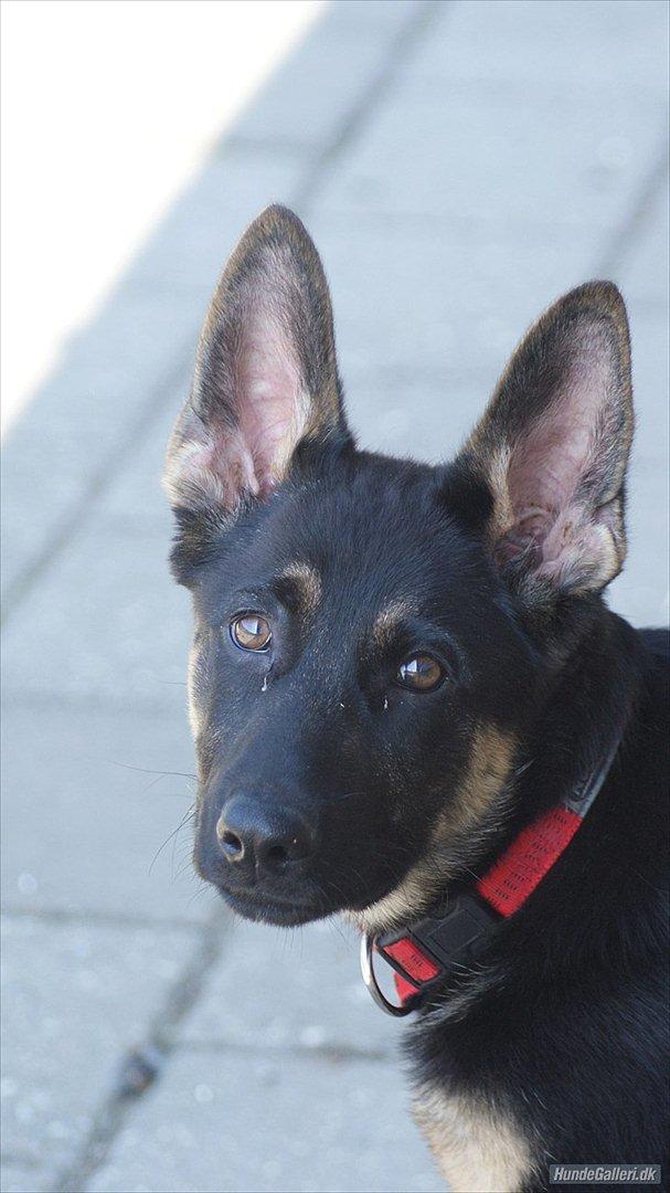 Schæferhund Juice 17/2-2011 - 7/9-2021 billede 33