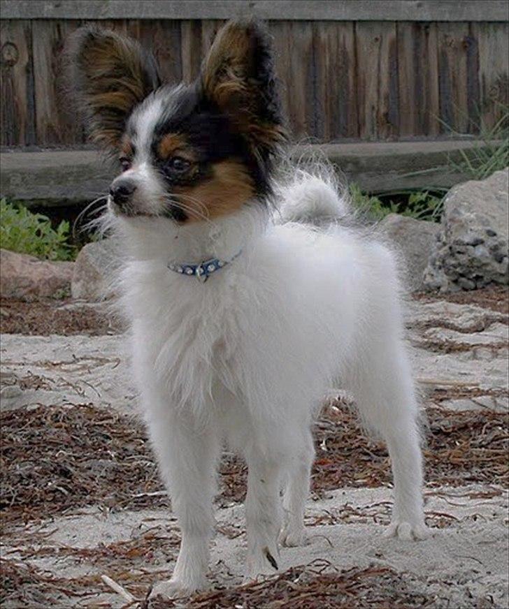 Papillon Kokos - 6 måneder billede 4