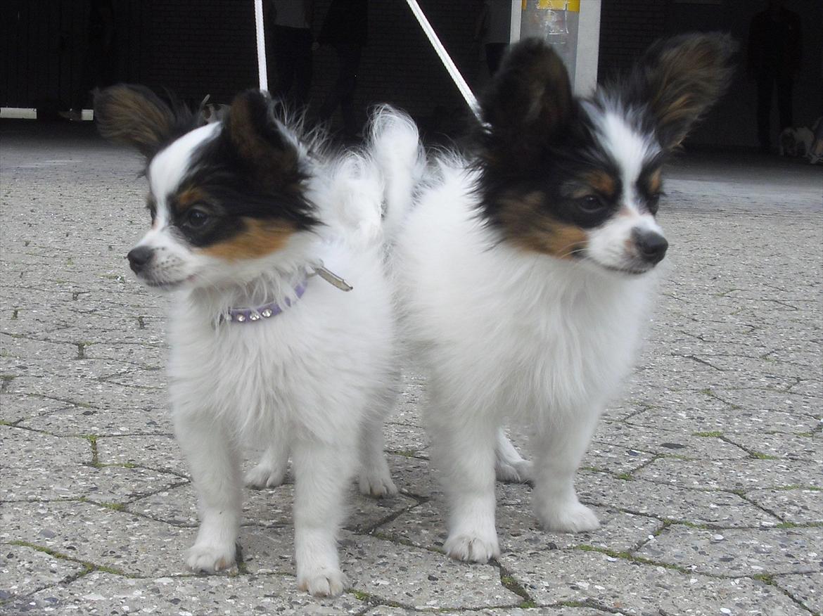 Papillon Kokos - 3 måneder billede 5