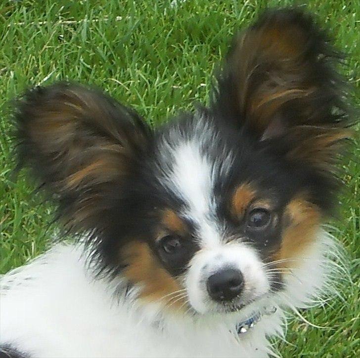 Papillon Kokos - Hvalp billede 6