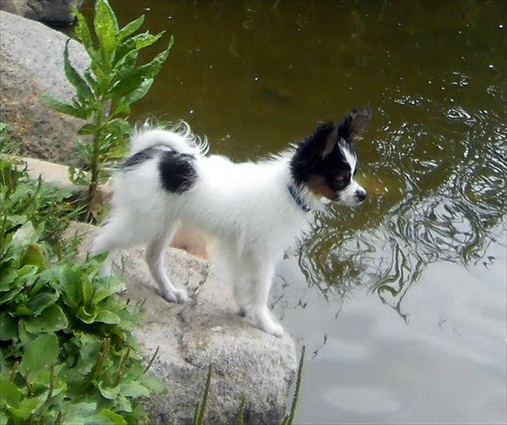 Papillon Kokos - Hvalp billede 7