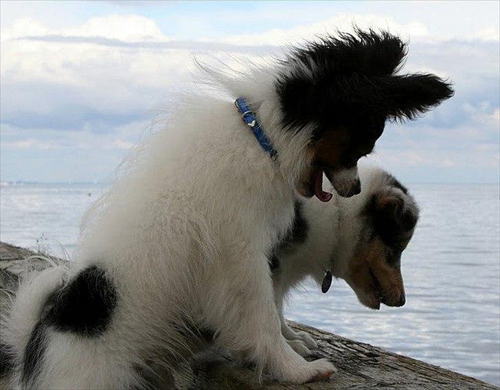 Papillon Kokos - Hvalp billede 8