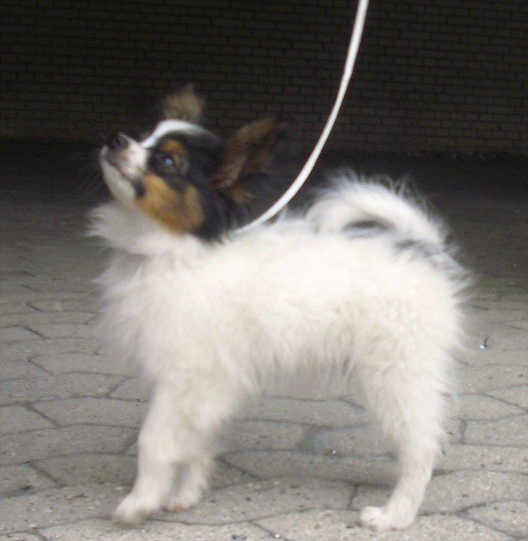 Papillon Kokos - Hvalp billede 9