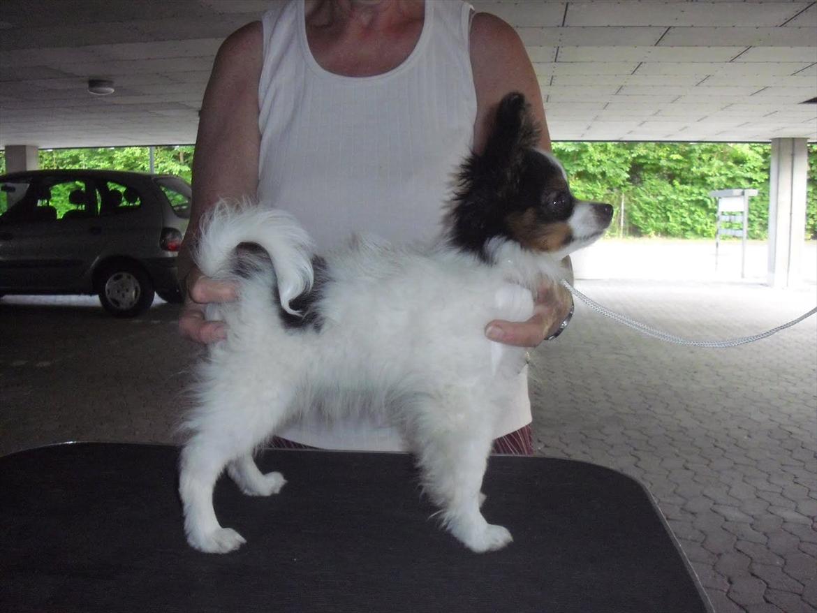 Papillon Kokos - Hvalp billede 10