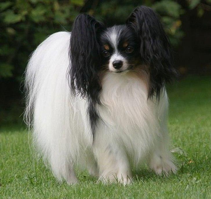 Papillon Kokos - Far: Ponda`s Uncle Unicom billede 11