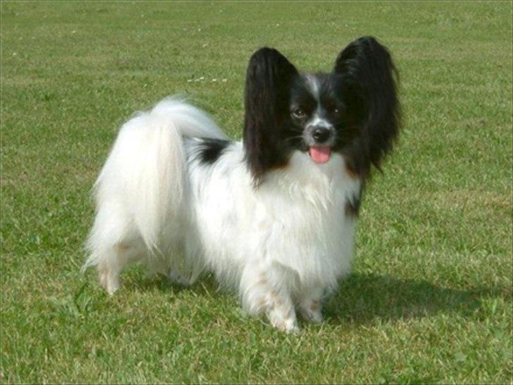 Papillon Kokos - Mor:
Magic Narnias "Kalua" billede 12