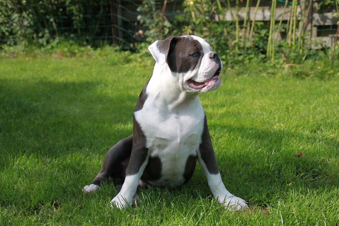 Olde english bulldogge Magnum von Frankenstein billede 14