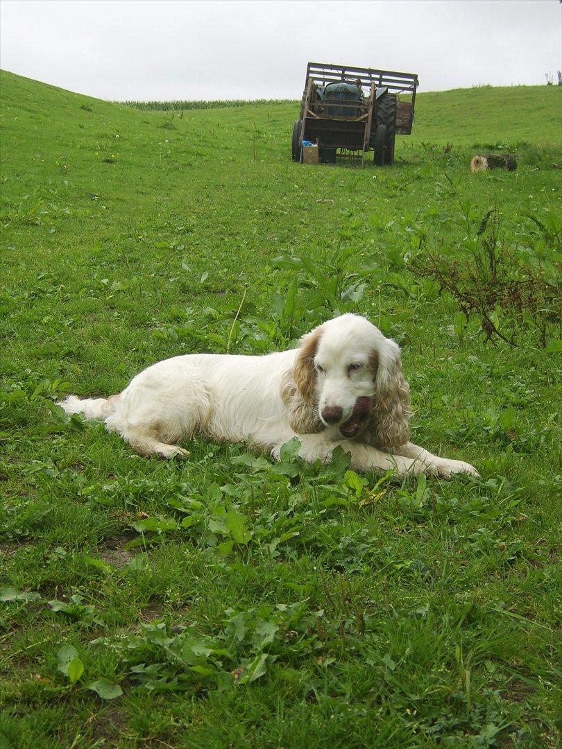 Cocker spaniel Lambert billede 7