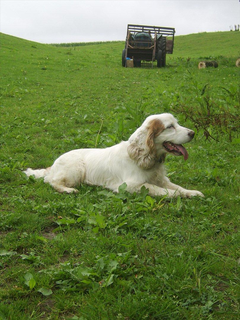 Cocker spaniel Lambert billede 8