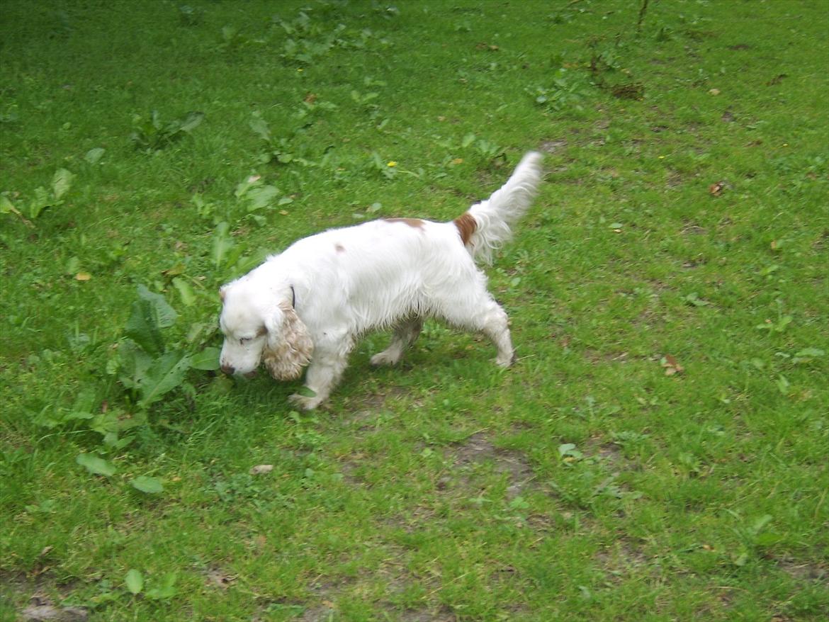Cocker spaniel Lambert billede 9