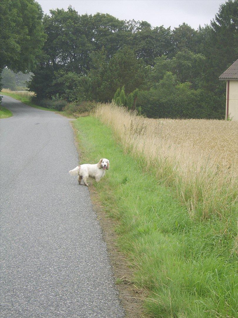 Cocker spaniel Lambert billede 10