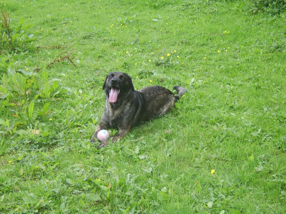 Blanding af racer Donna billede 16