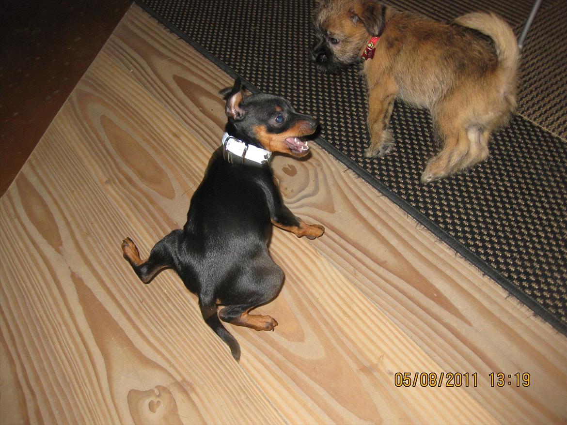 Dvaergpinscher Rødkildes Ferba billede 10