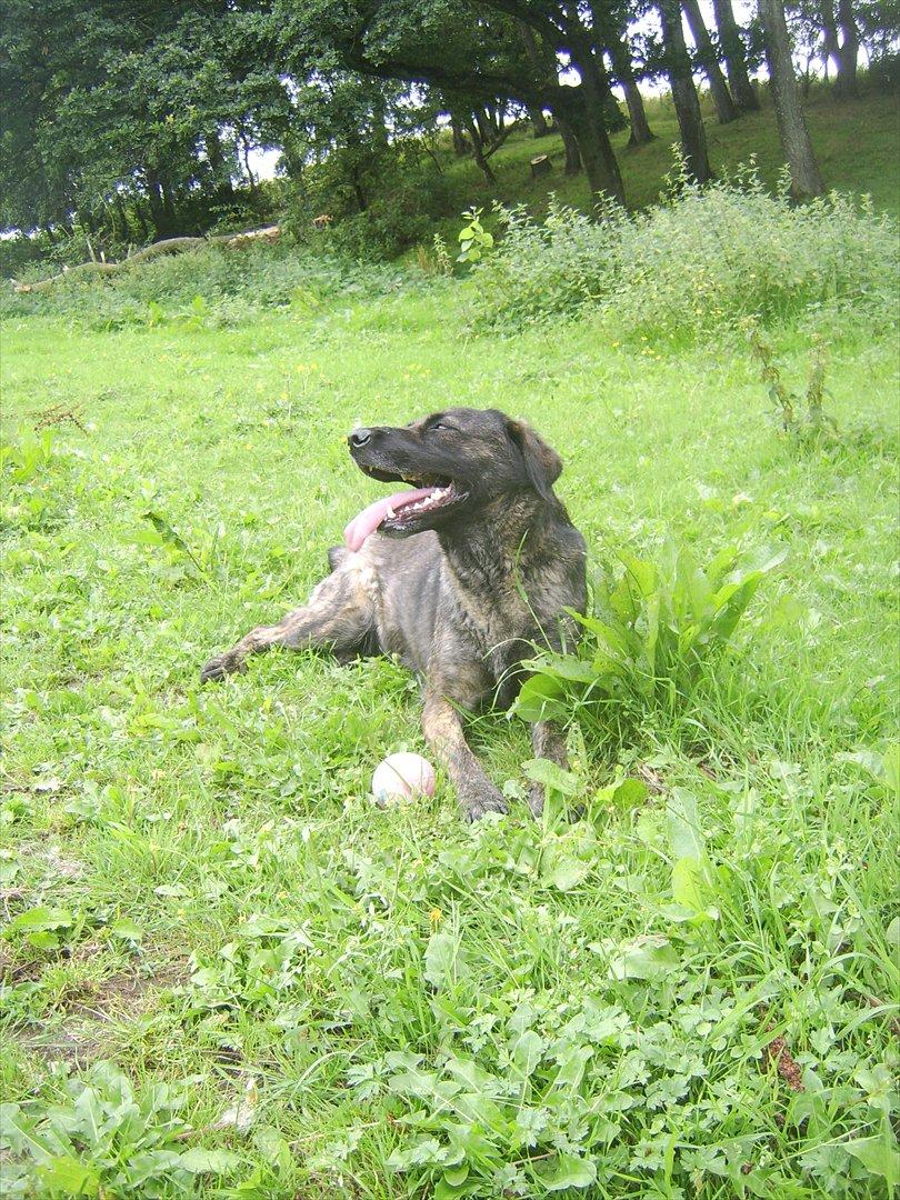 Blanding af racer Donna billede 17