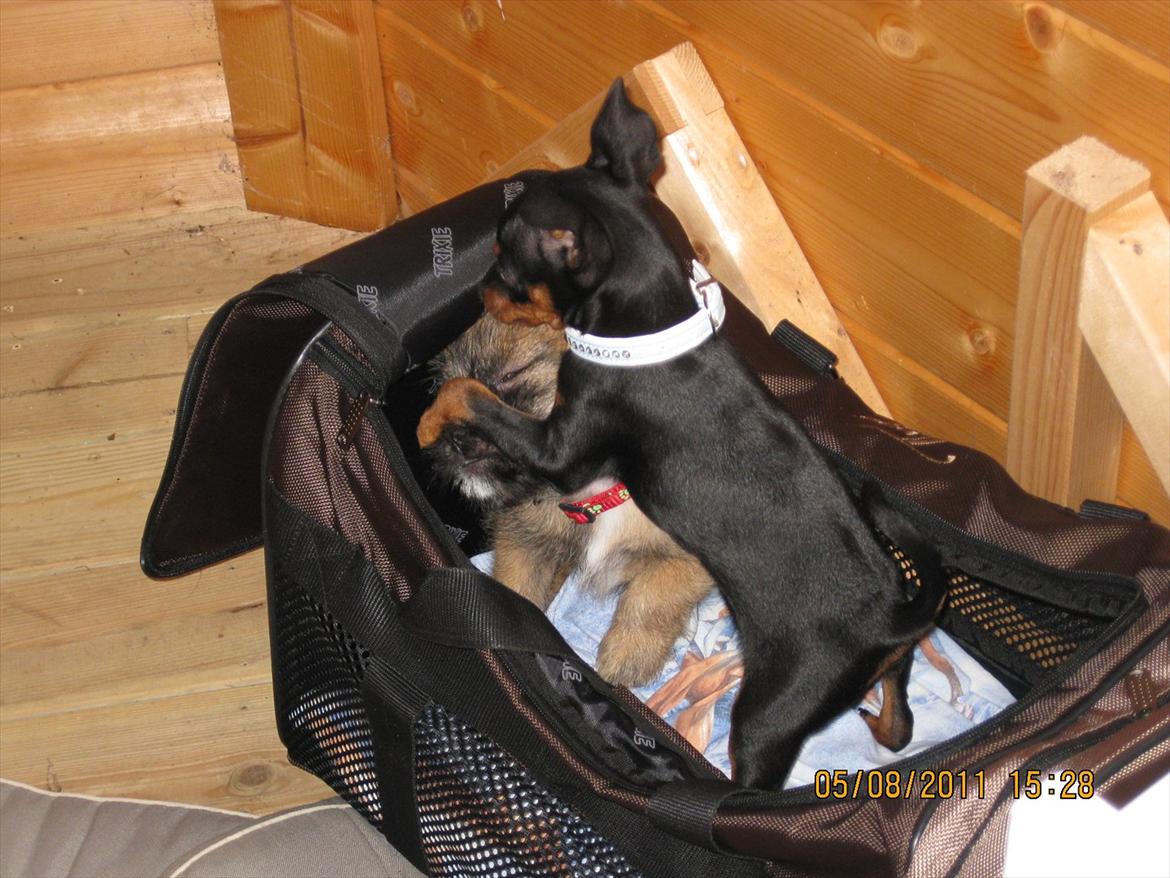 Dvaergpinscher Rødkildes Ferba billede 11