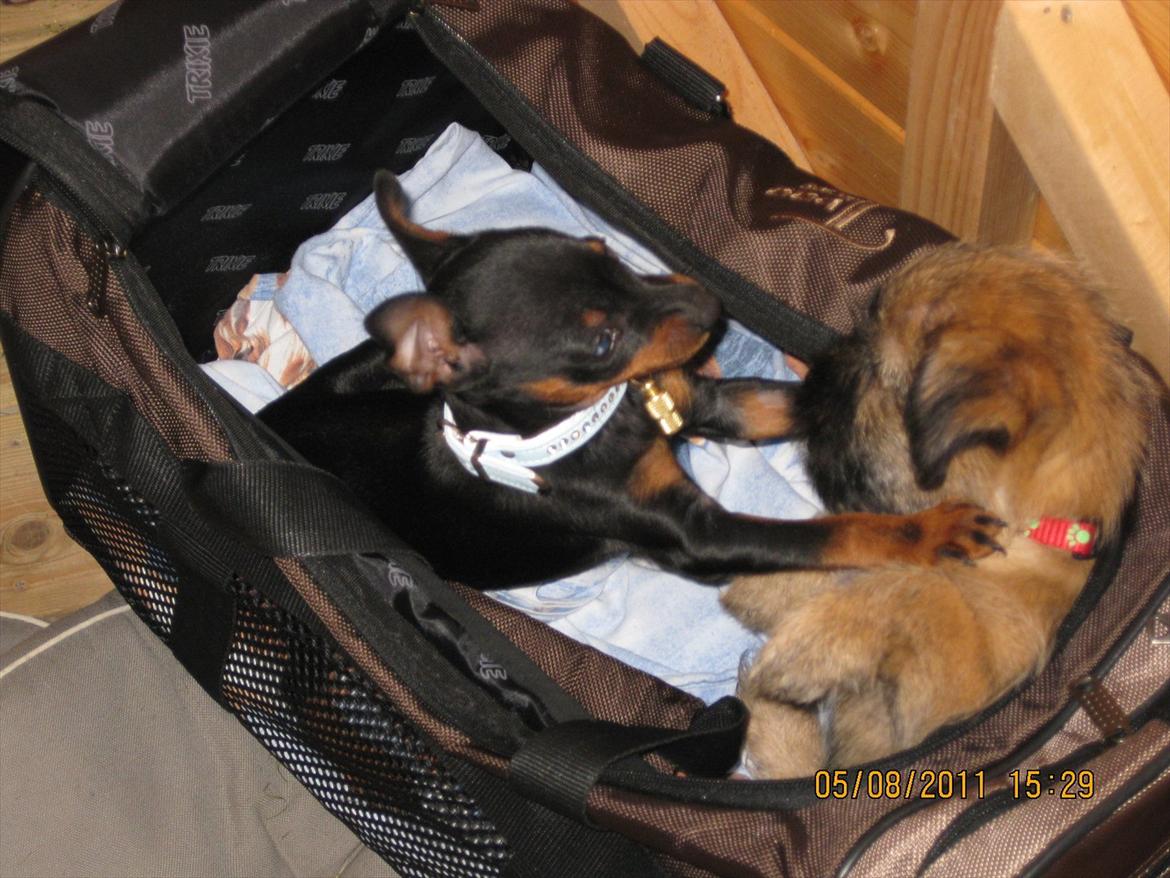 Dvaergpinscher Rødkildes Ferba billede 12