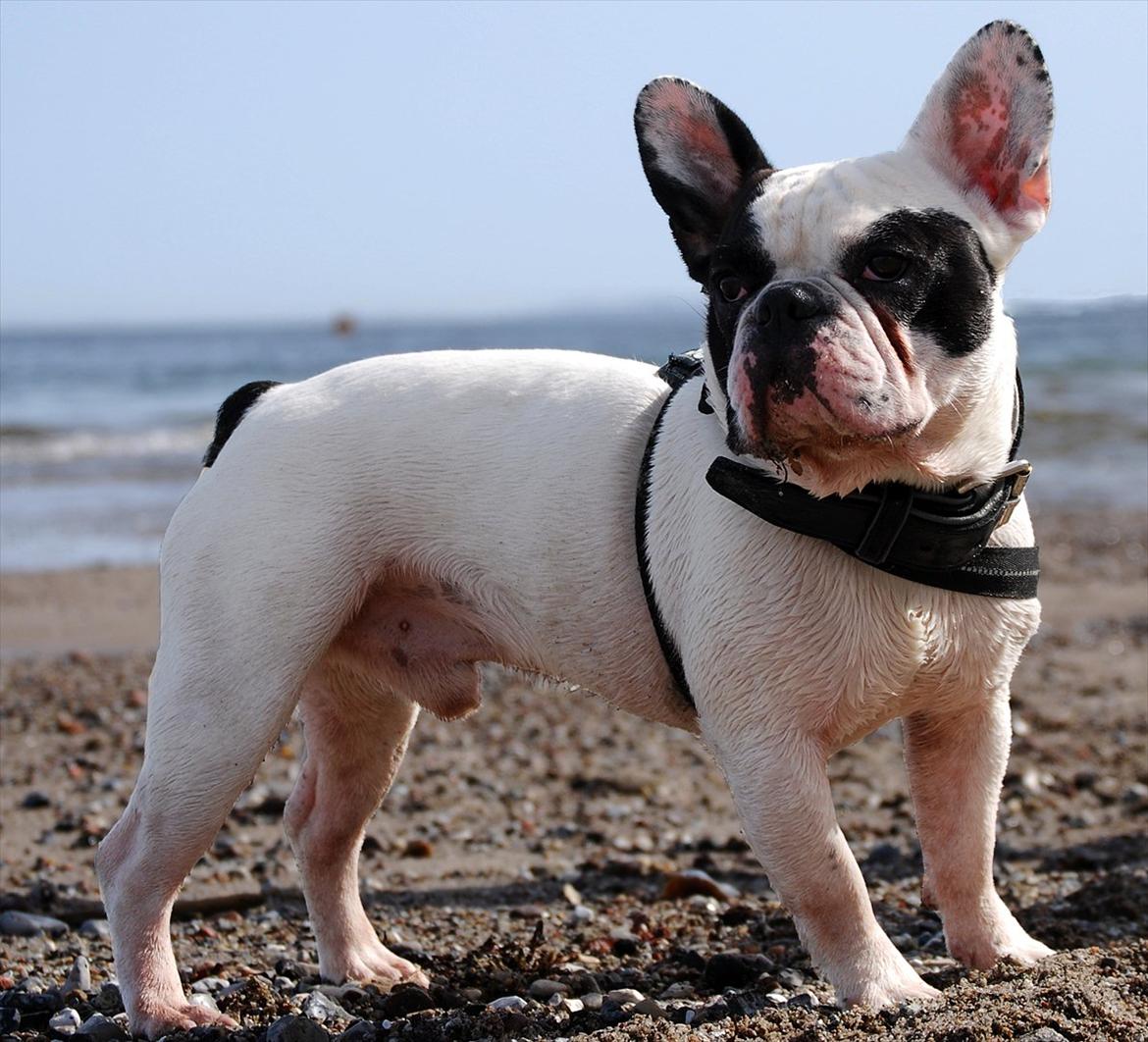 Fransk bulldog Calle - Calle på stranden billede 1