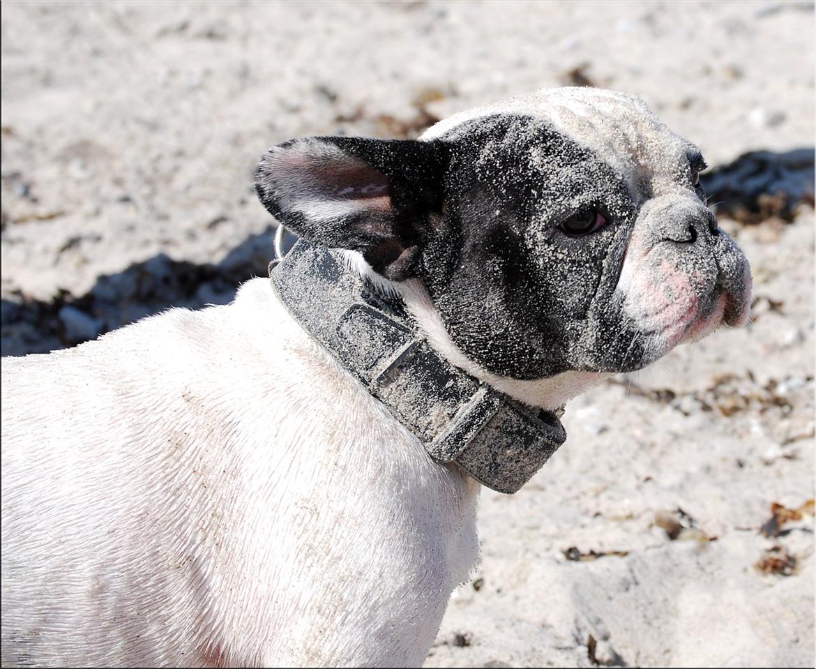 Fransk bulldog Calle - Her har han taget sandbad billede 2