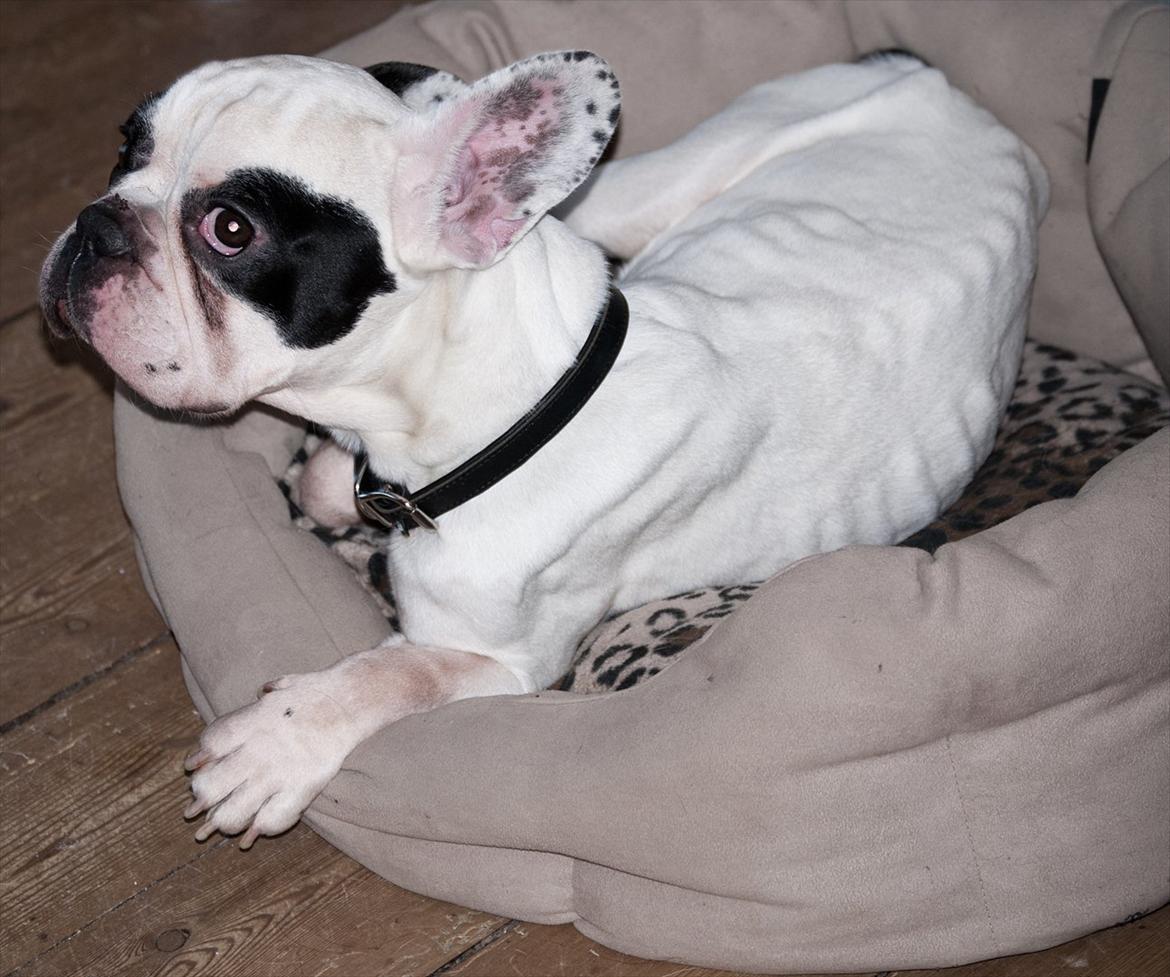 Fransk bulldog Calle - Sådan så Calle ud da han flyttede ind hos os billede 3