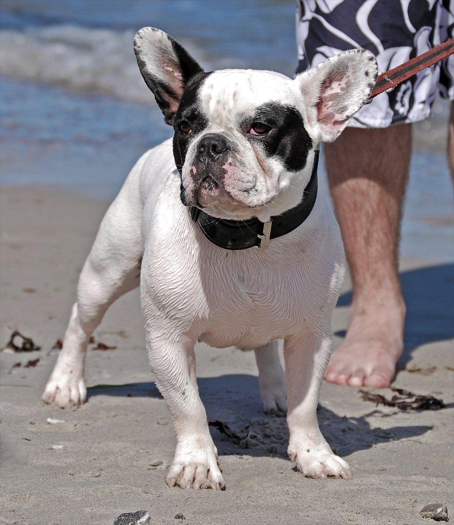 Fransk bulldog Calle billede 4