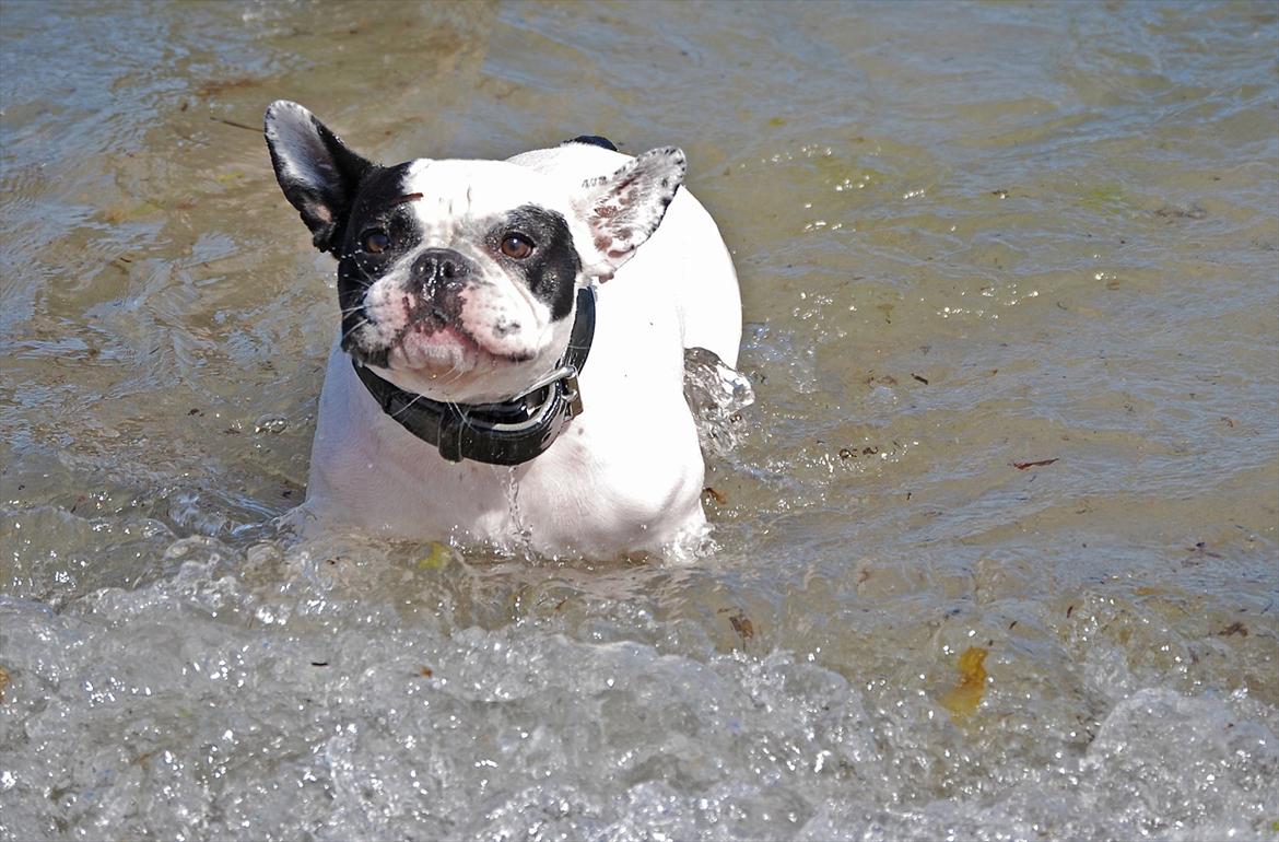 Fransk bulldog Calle - Hjælp lad mig komme ind billede 5