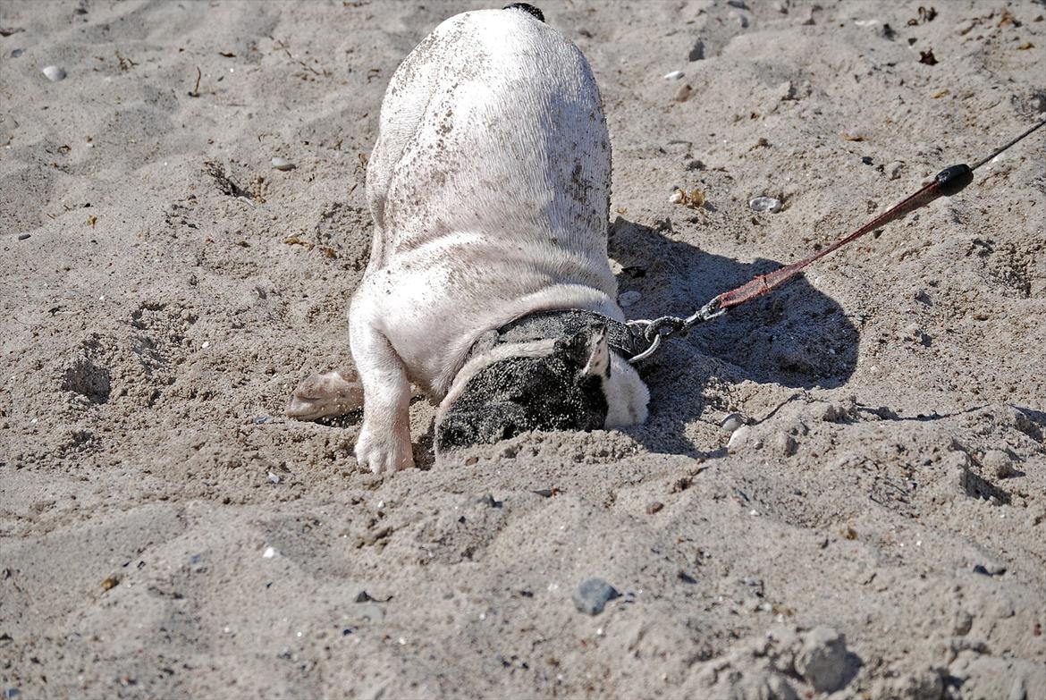 Fransk bulldog Calle - Jeg graver mig lige ned til kineserne billede 6