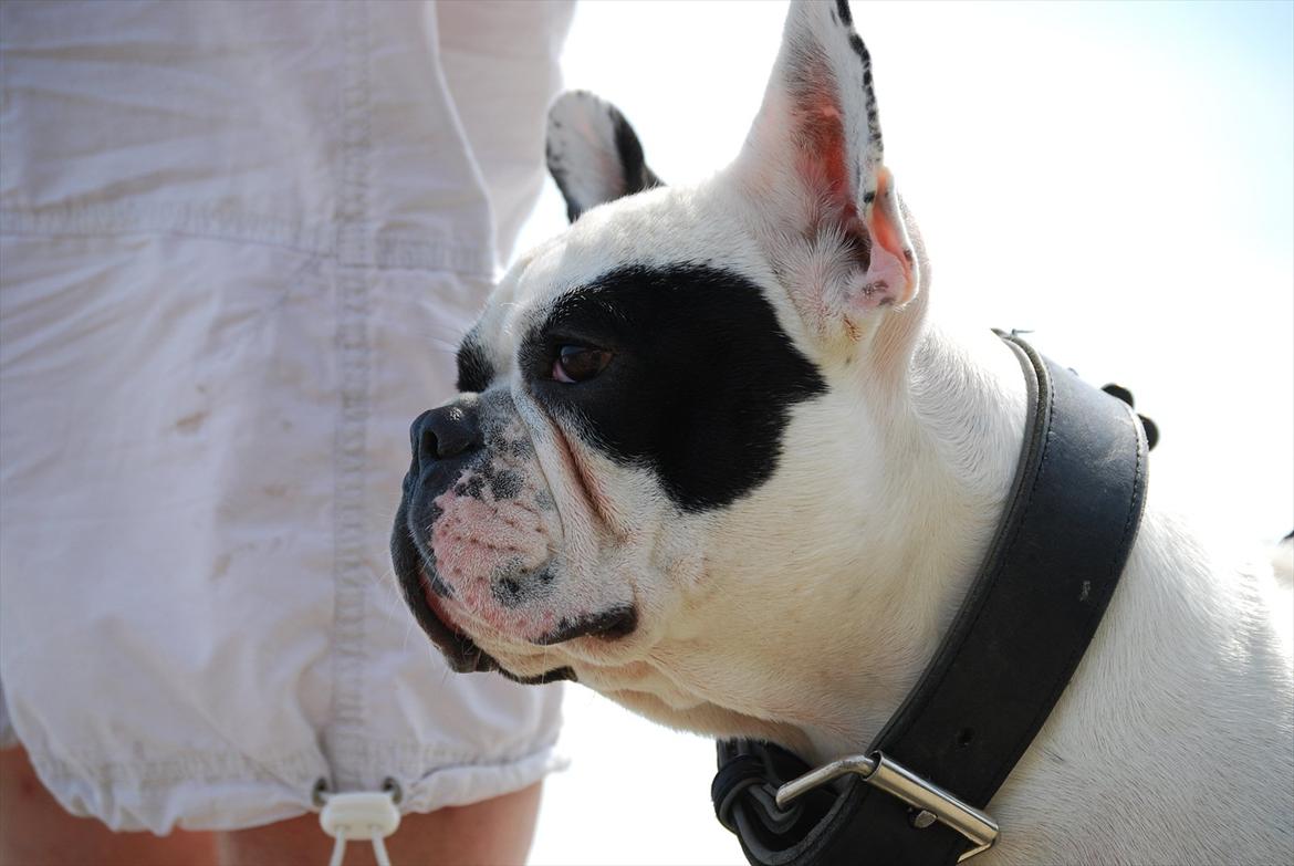 Fransk bulldog Calle billede 7